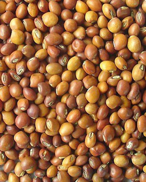 Myanmar Toor (Vitagrain)
