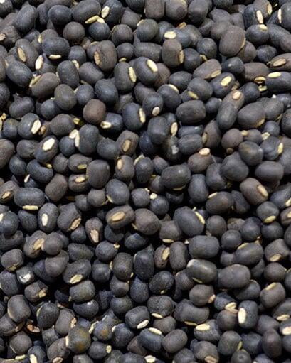 Myanmar Black Matpe Bean (Vitagrain) Myanmar Black Matpe Bean (Vitagrain)